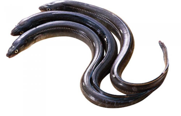 eel-fish