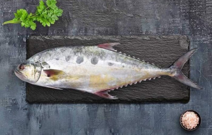 talang-queenfish